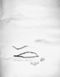 Gibbera vaccinii image
